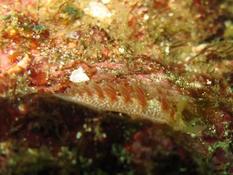 Nudibranche Costa Rica