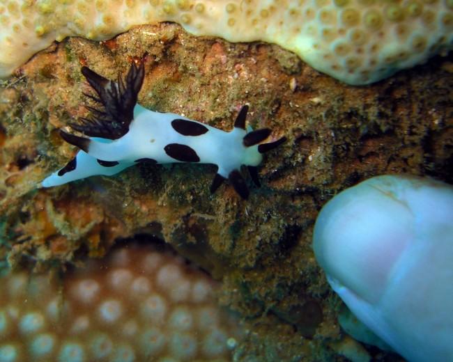 Nudibranche dalmatien?