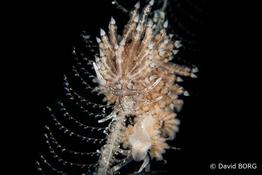 Nudibranche de bretagne