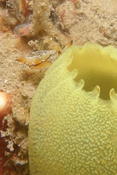 Nudibranche de Martinique