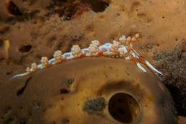 Nudibranche de Martinique à identifier