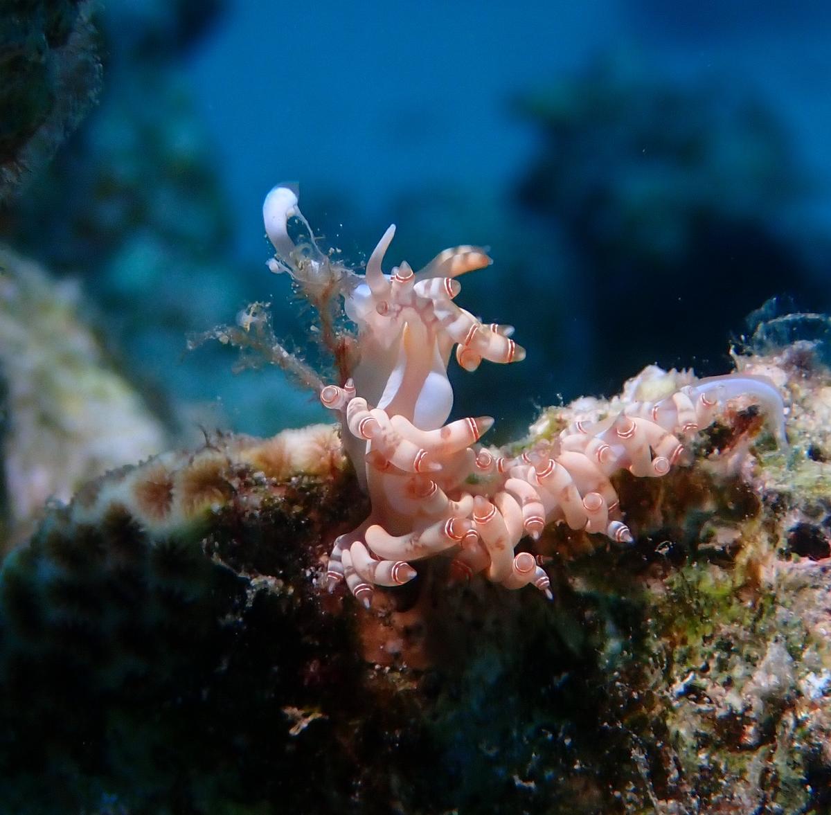 Nudibranche de mer rouge ?