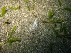 Nudibranche de mer rouge