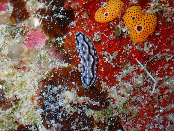 Nudibranche de Nouvelle-Calédonie