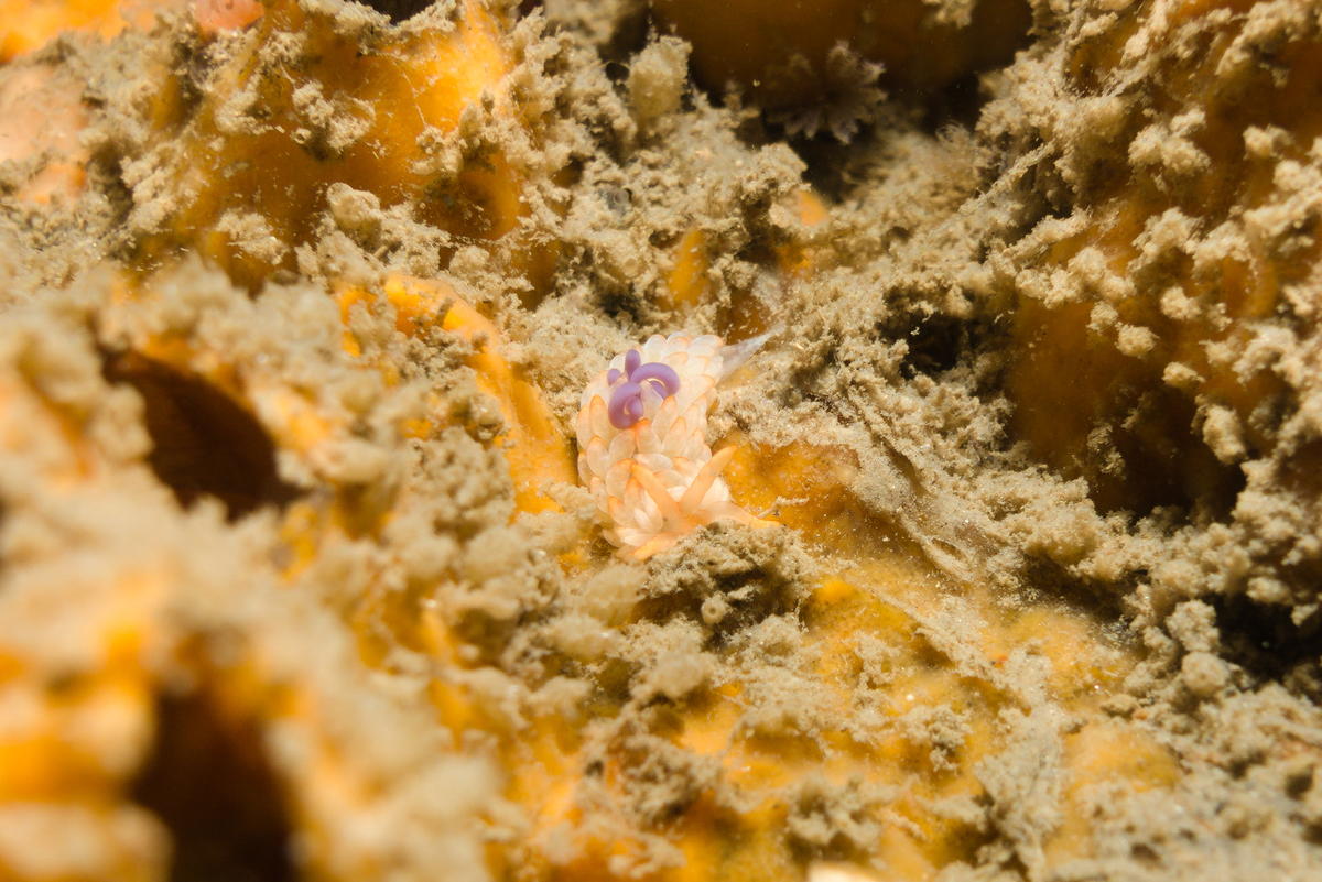 Nudibranche de type éolidien avec un panache violet