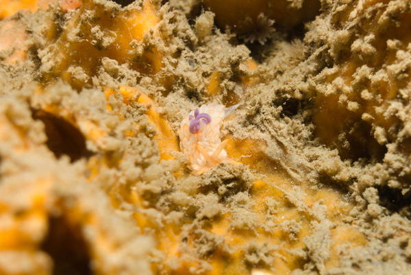 Nudibranche de type éolidien avec un panache violet