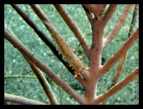 Nudibranche des gorgones