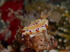 Nudibranche Doridien