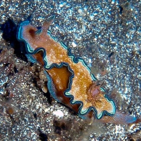 Nudibranche Doridien à la Réunion