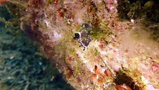 Nudibranche dorindien ?