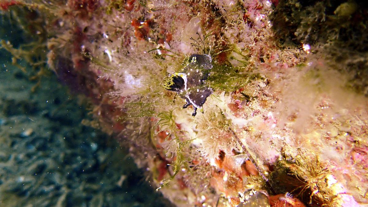 Nudibranche dorindien ?