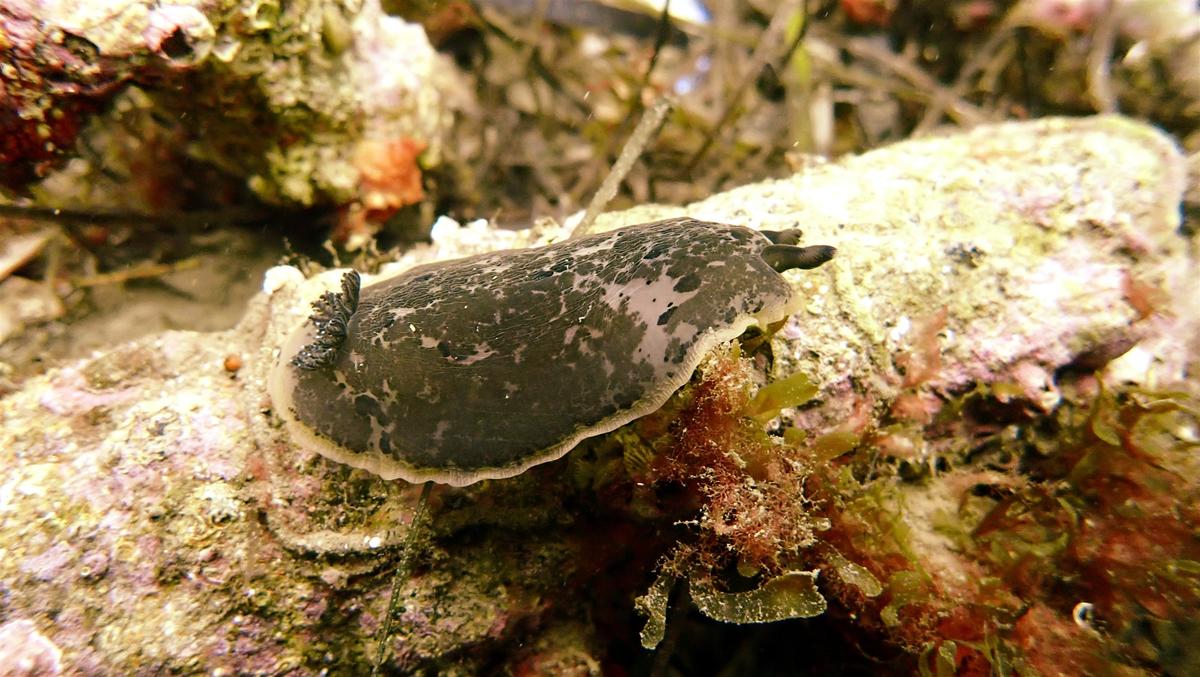 Nudibranche Doris marbré ?