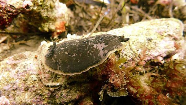 Nudibranche Doris marbré ?