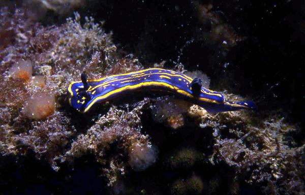 Nudibranche du genre Felimare mais quelle espèce