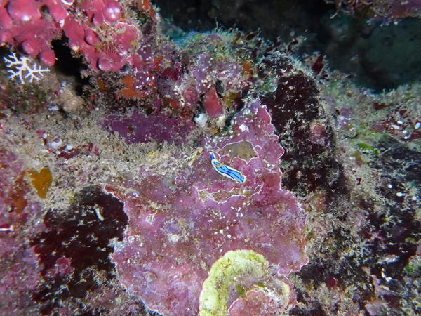 Nudibranche en Nouvelle calédonie