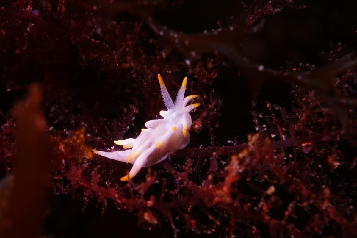 Nudibranche éolidien blanc et jaune