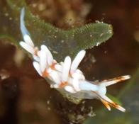 nudibranche éolidien, mais lequel?