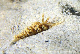 Nudibranche éolidien (Méditerranée)