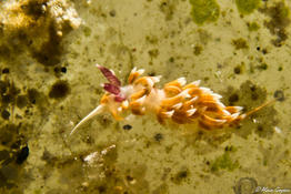 Nudibranche genre Flabelline