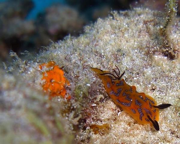 nudibranche halgerda tessellata