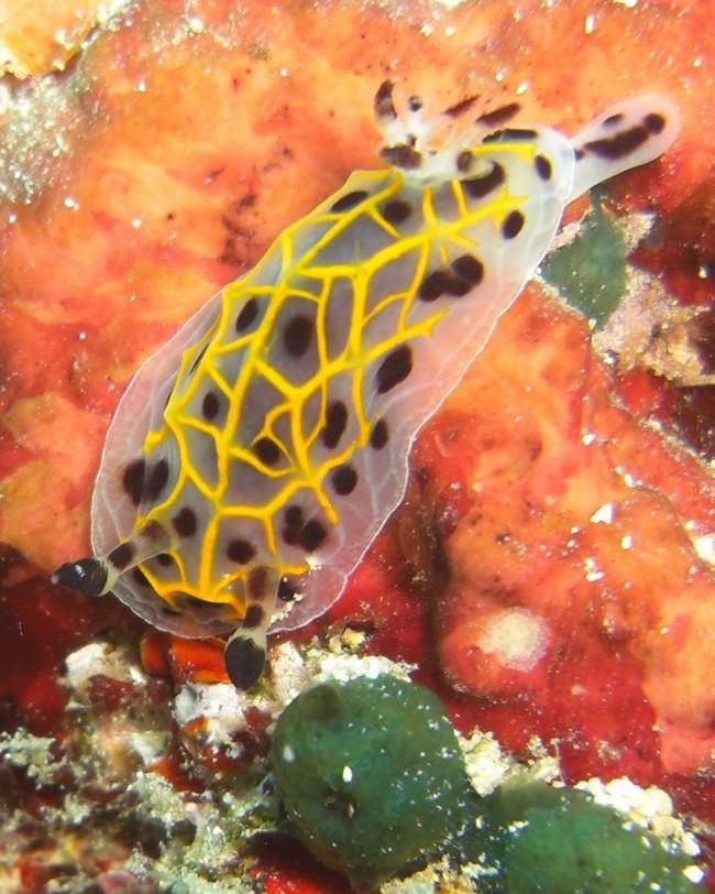 nudibranche halgerda wasinensis ?