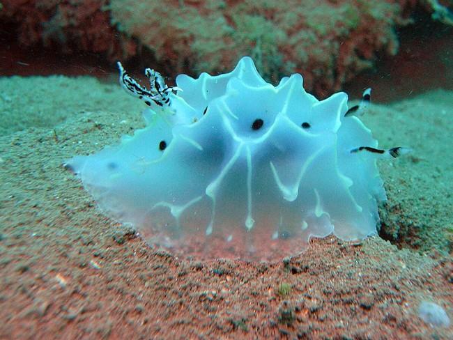 Bonjour,<br />je ne saurais pas trancher sur l espèce mais pour avoir vu des specimens de taille differente a mayotte,j'ai pu constater que les lig...