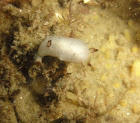 nudibranche inconnu