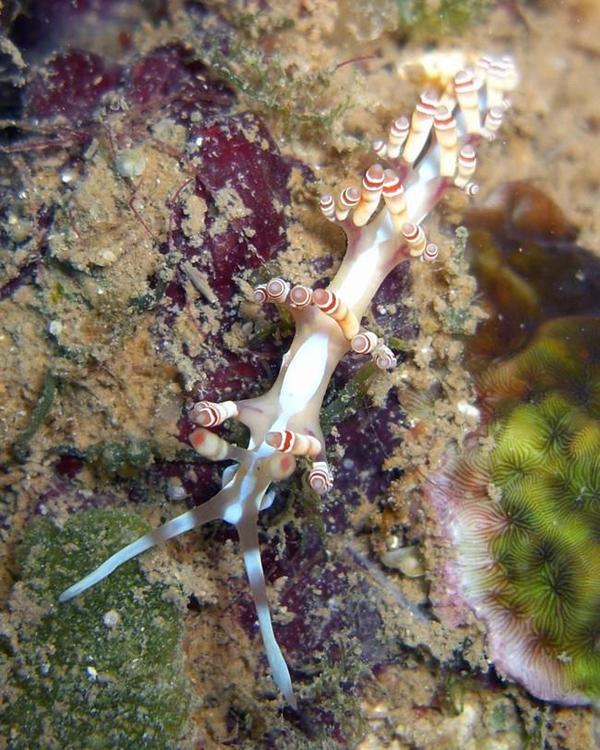 Nudibranche inconnu