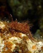 Nudibranche inconnue en Egypte