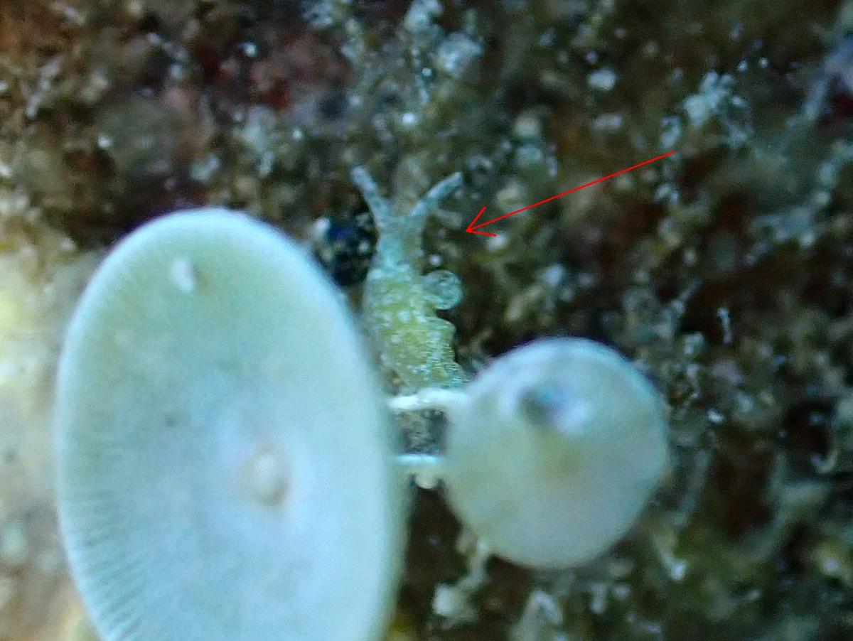 Nudibranche indéterminé.