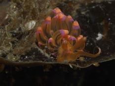 Nudibranche indonésien