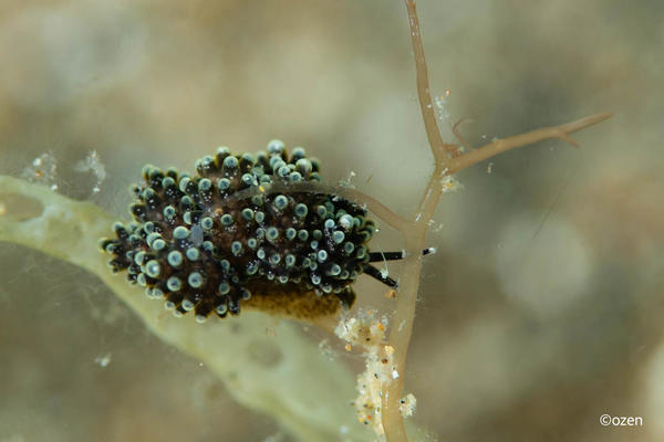 Nudibranche Janolus?