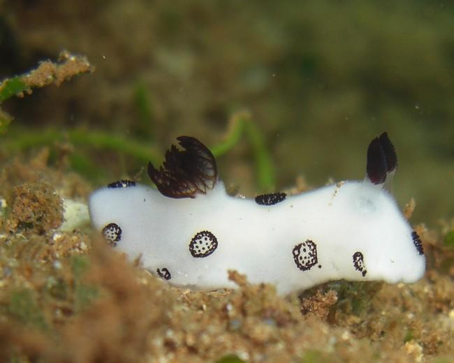 Nudibranche Jorunna ?