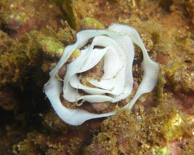 Bonjour<br />Cette ponte était située à environ 1 m du nudibranche Jorunna funebris de la photo du message !<br />Peut-on  raisonnablement penser q...