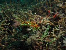 Nudibranche Lembeh