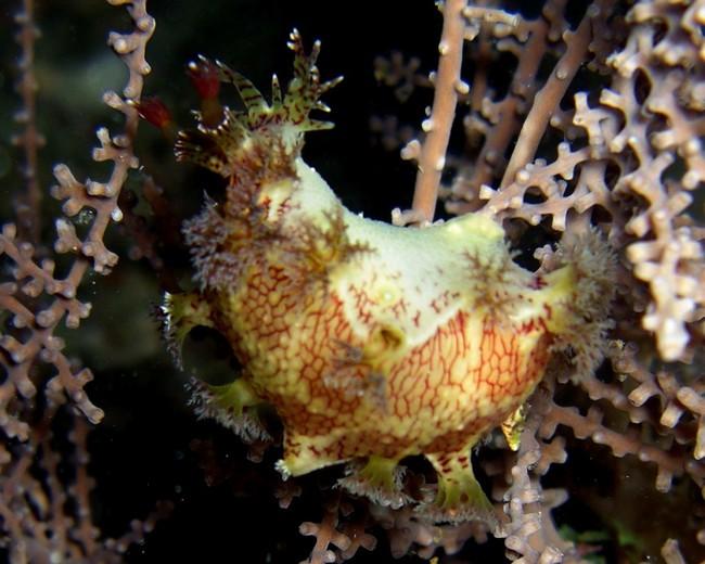 Nudibranche: Marionia sp? 