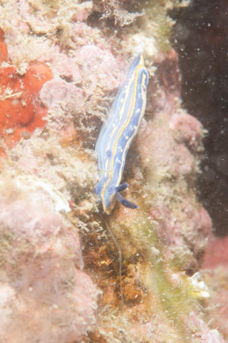 Nudibranche Méditerranée