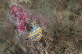 Nudibranche Méditerranée