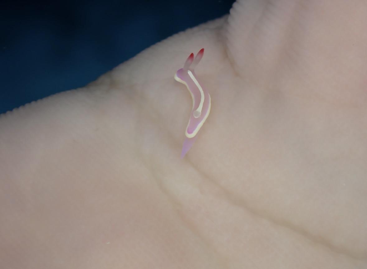 Nudibranche Moorea