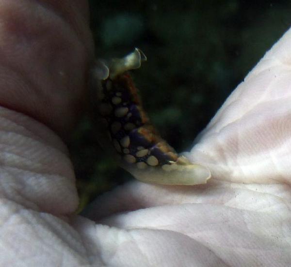 Nudibranche mystérieux