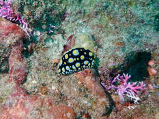 Nudibranche (NC)