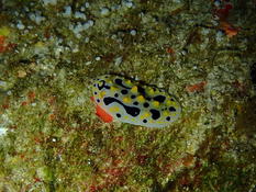 Nudibranche (NC)