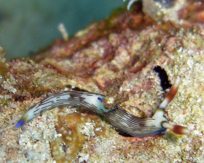 Nudibranche Nembrotha lineolata ? 