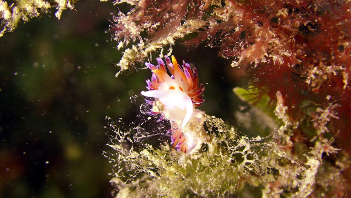 nudibranche non déterminé exactement