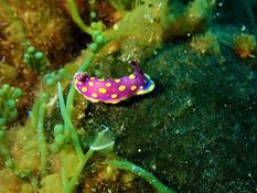 Nudibranche non identifié 