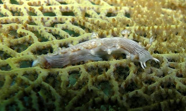 nudibranche non identifié sur eventail de venus