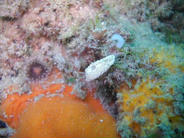 nudibranche non identifié
