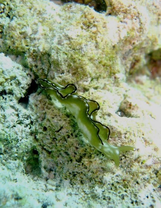 Nudibranche non identifié