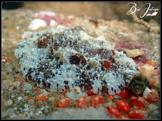 Nudibranche - Nouméa