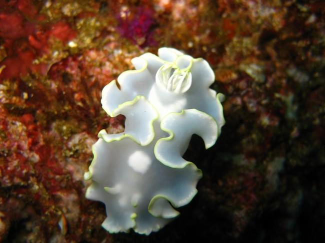 Nudibranche Oman